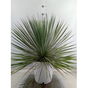 Yucca rostrata