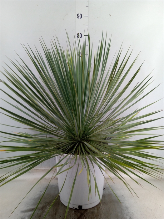 <h4>Yucca rostrata</h4>