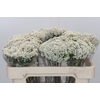 Ozothamnus Booming White