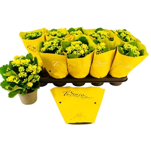 KAL GE PERFECTA YELL