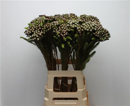 <h4>Kaaps Brunia Albiflora Small</h4>