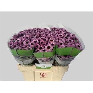 CHR SAN PATRESE PINK