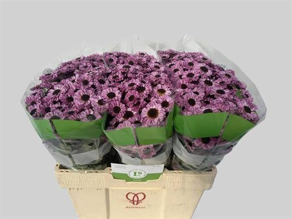 <h4>CHR SAN PATRESE PINK</h4>