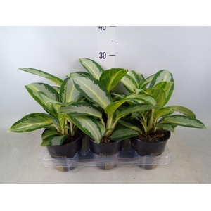 Aglaonema  'Silver Blue'
