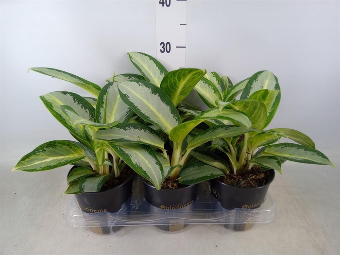 <h4>Aglaonema  'Silver Blue'</h4>
