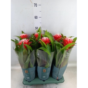 Guzmania  'Hope'