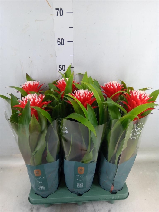 <h4>Guzmania  'Hope'</h4>