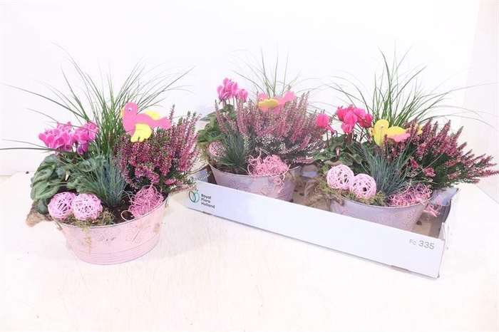<h4>ARR TUINPLANTEN</h4>