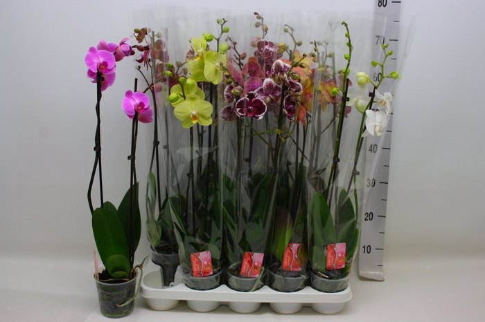 <h4>PHAL GEM</h4>