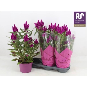 CEL DEEP PURPLE