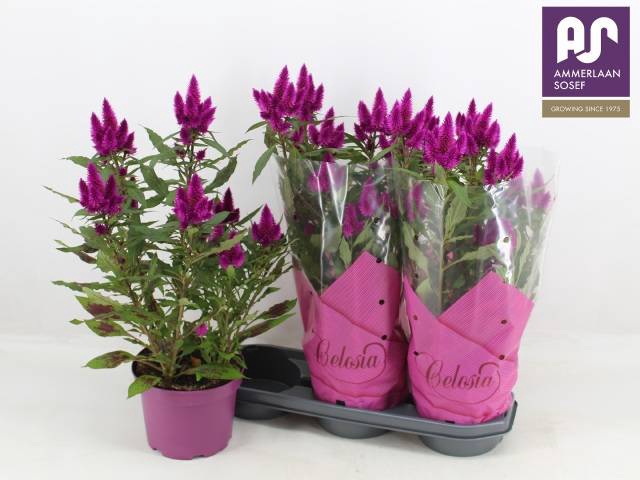 <h4>CEL DEEP PURPLE</h4>