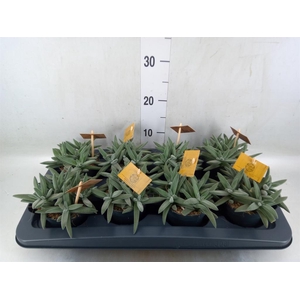 Crassula  'Kraaiepootje'