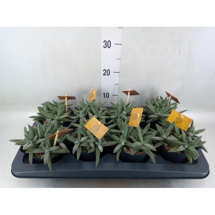 <h4>Crassula  'Kraaiepootje'</h4>
