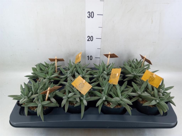 <h4>Crassula  'Kraaiepootje'</h4>