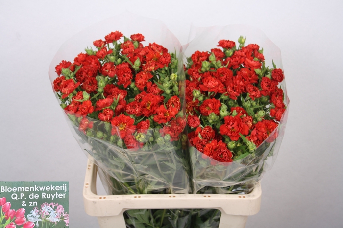 <h4>GEUM FIERY TEMPEST</h4>