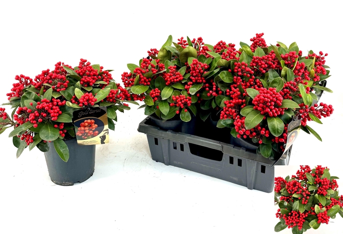 <h4>SKIM J OBSESSION</h4>