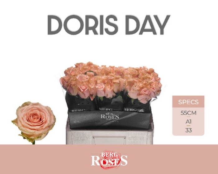 <h4>R Gr Doris Day</h4>