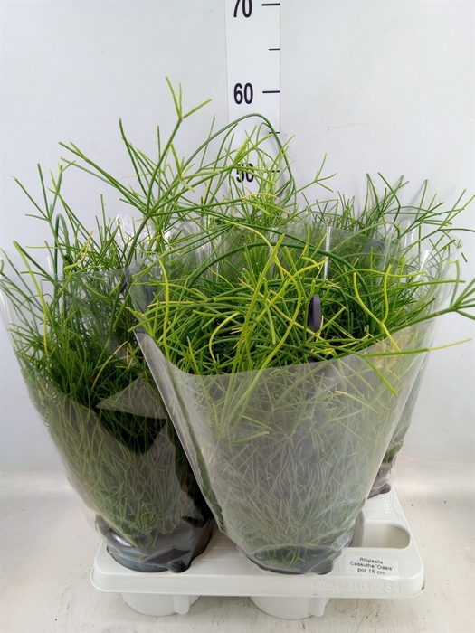 <h4>Rhipsalis baccifera 'Oasis'</h4>