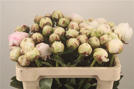 <h4>Paeo L Odile</h4>