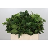 Pittosporum Nurit