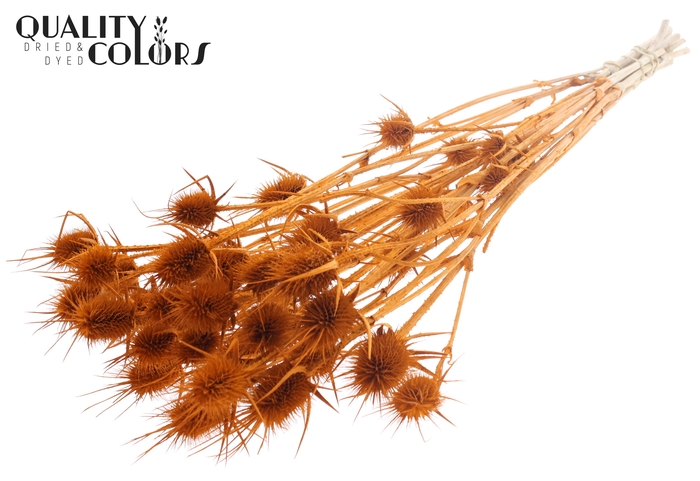 <h4>Cardi Distel Bleached 10pc/bunch 55cm Terracotta</h4>