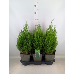 Juniperus chinensis 'Stricta'