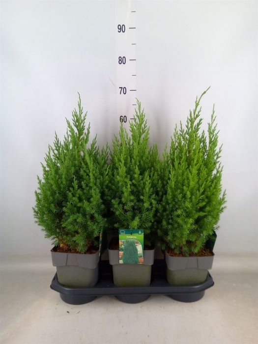 <h4>Juniperus chinensis 'Stricta'</h4>