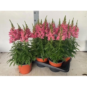 ANTIRR MA LUM H PINK