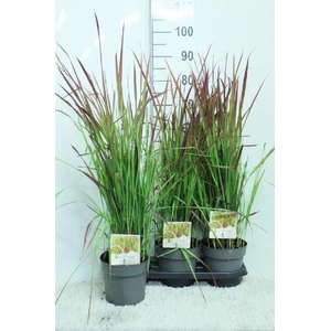 Imperata cylindrica 'Red Baron'
