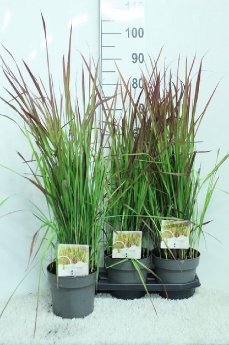 <h4>Imperata cylindrica 'Red Baron'</h4>