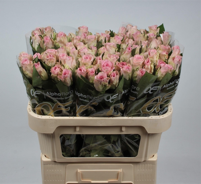 <h4>R GR BISOU@</h4>