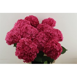 Hydr M Royal Anasta Pink 60-19