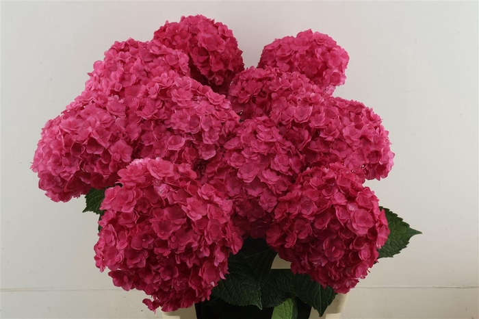 <h4>Hydr M Royal Anasta Pink 60-19</h4>