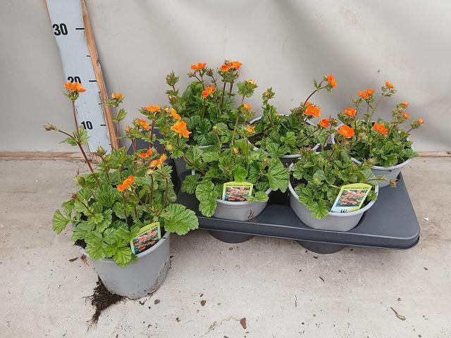 <h4>GEUM CO BORISII</h4>