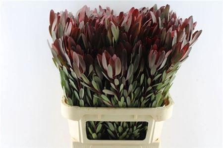 <h4>Leucad Saf Sunset</h4>