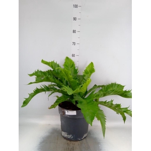 Asplenium antiquum 'Gioia'