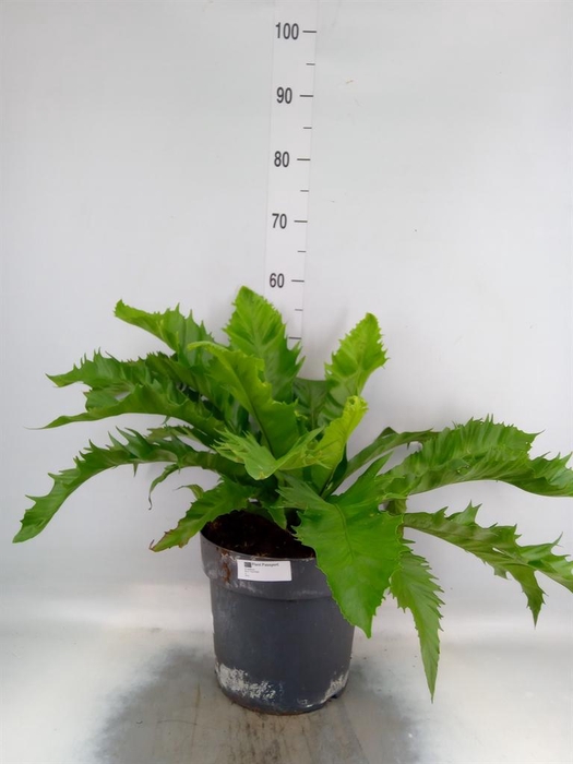 <h4>Asplenium antiquum 'Gioia'</h4>