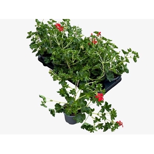 PEL PELT DECORA ROOD
