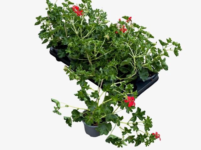 <h4>PEL PELT DECORA ROOD</h4>