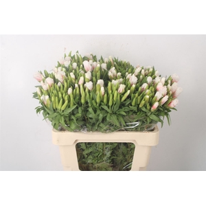 Clarkia Am Gr White Bico