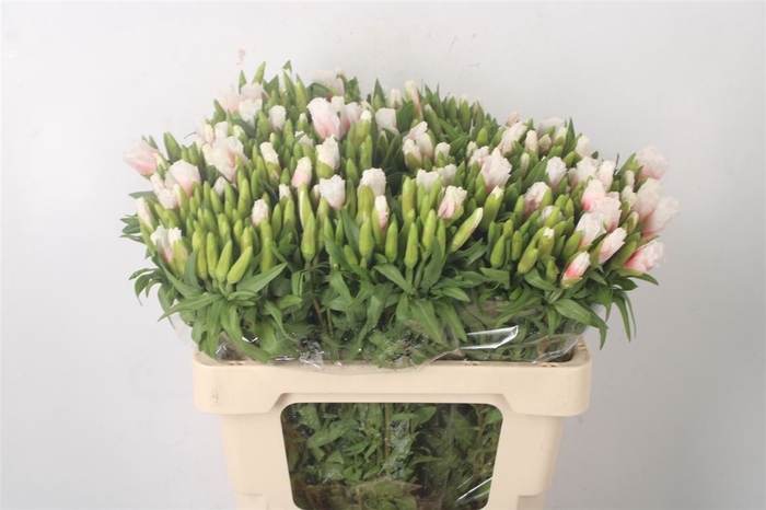 <h4>Clarkia Am Gr White Bico</h4>