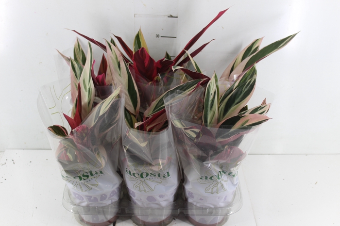 <h4>CALATHEA TRIALSTAR P12</h4>