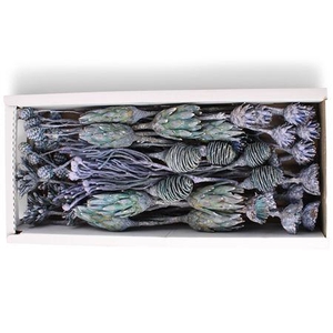 Exotic Assorti Blue Frosted ( 70 St )