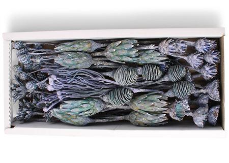 <h4>Exotic Assorti Blue Frosted ( 70 St )</h4>