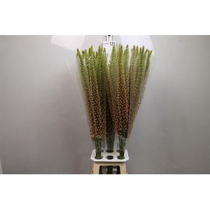 Eremurus Rumba