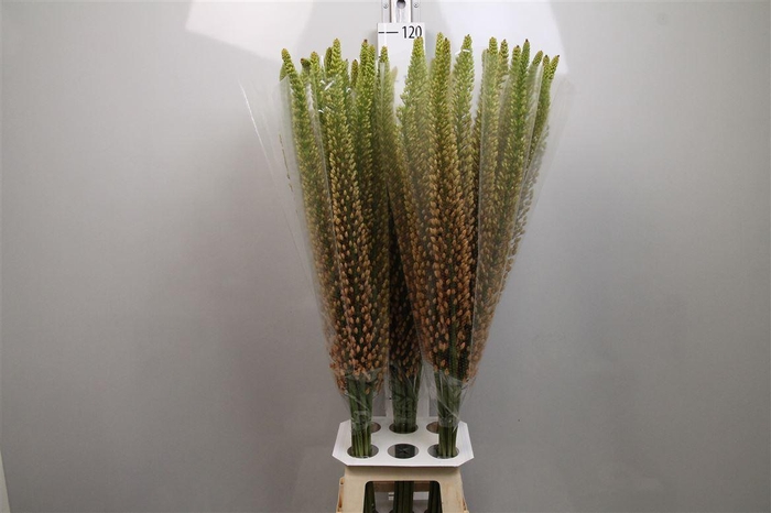 <h4>Eremurus Rumba</h4>