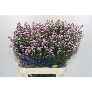 Aster Baby Pink Pearl