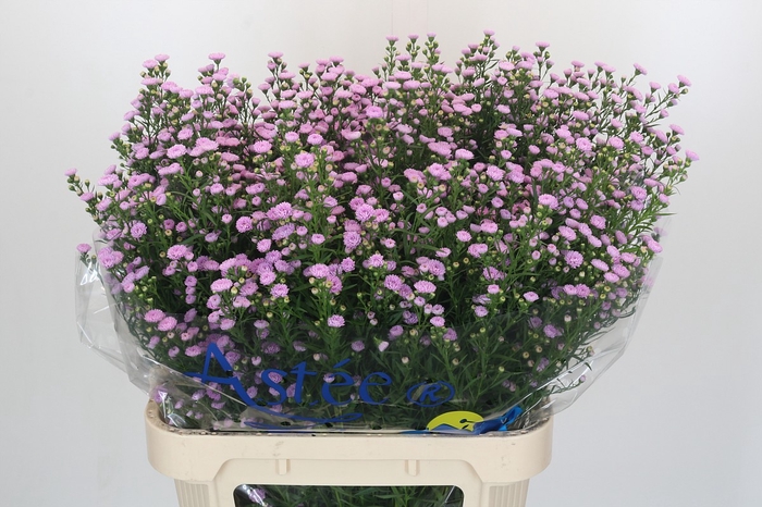<h4>Aster Baby Pink Pearl</h4>