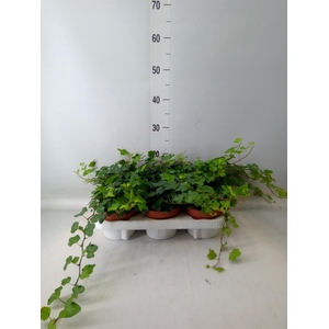 Hedera helix 'Wonder'