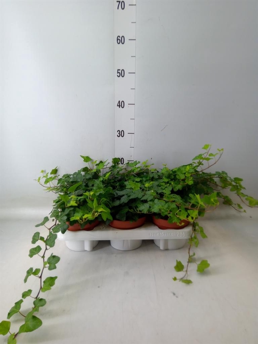 <h4>Hedera helix 'Wonder'</h4>